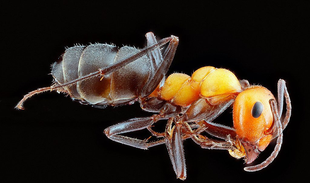 Ant Control service in Jupiter, FL
