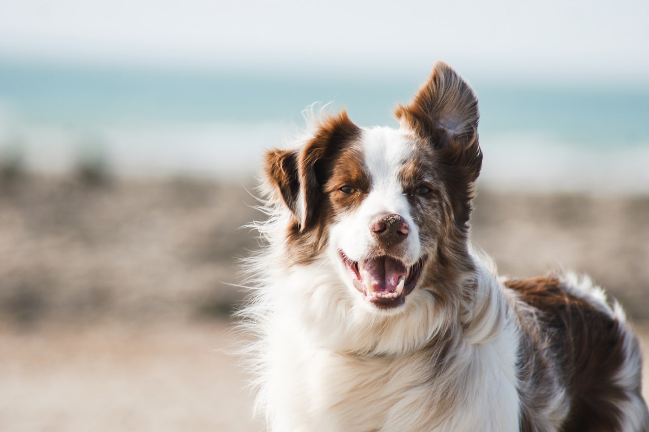 Flea & Tick Control service in Jupiter, FL