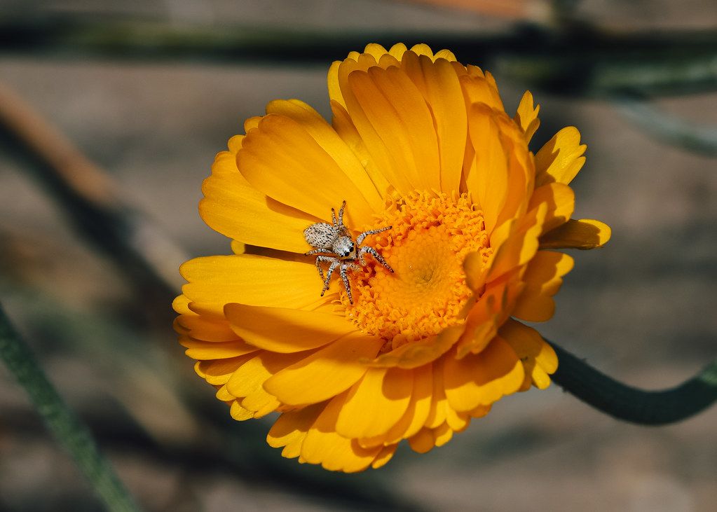 Spider Control service in Jupiter, FL